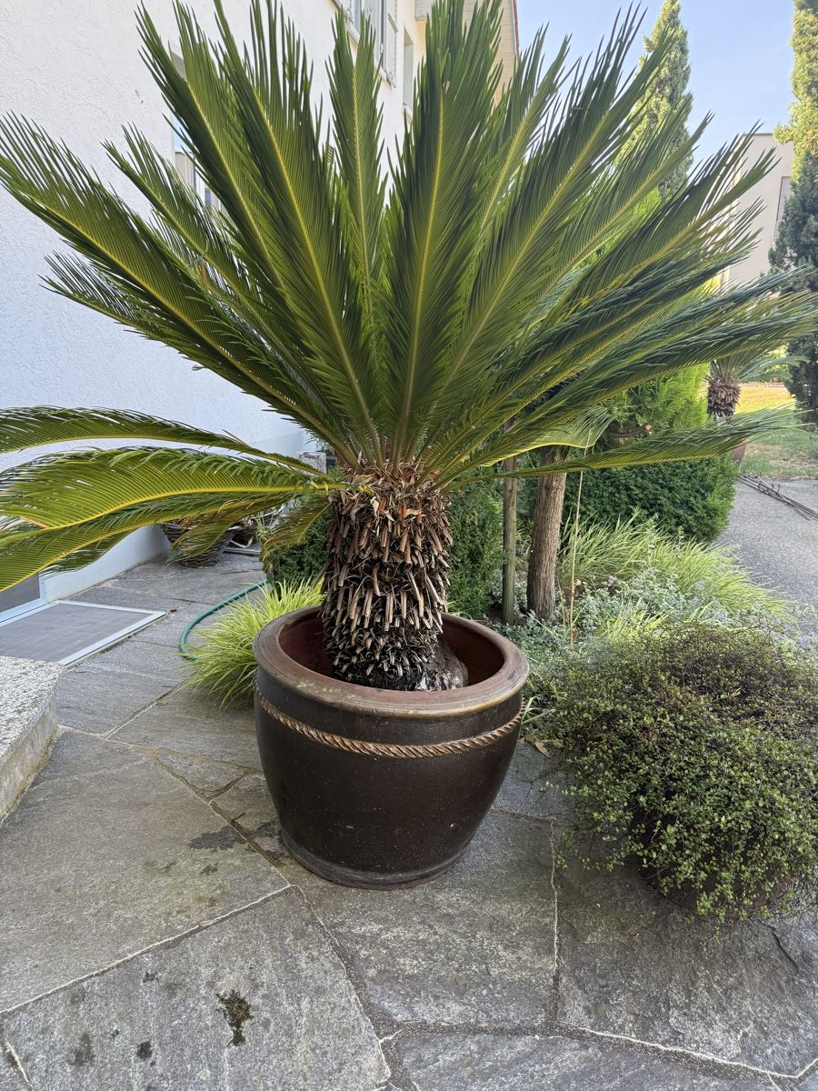 Pflanzen & Samen: Cycas Palme – Gebraucht aus St. Pantaleon von Ymanu 2