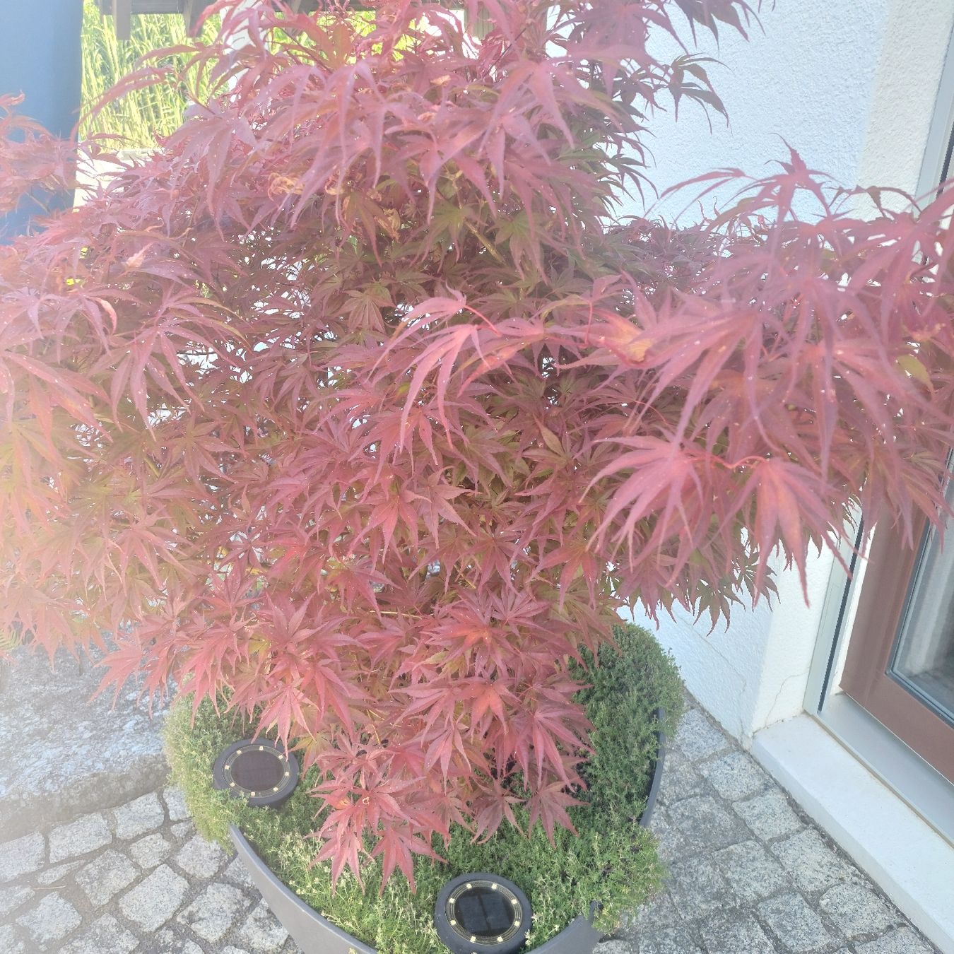 Piante & sementi: JAPANISCHER AHORN RHODE ISLAND RED – Usato da Honau venduto da Blazer1 2