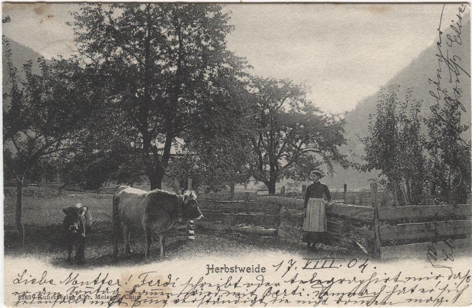 Cartoline postali: Landwirtschaft/Herbstweide 1904 mit Kuh GR? – Usato da Wil SG venduto da Clanx