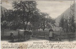 Landwirtschaft/Herbstweide 1904 mit Kuh GR?