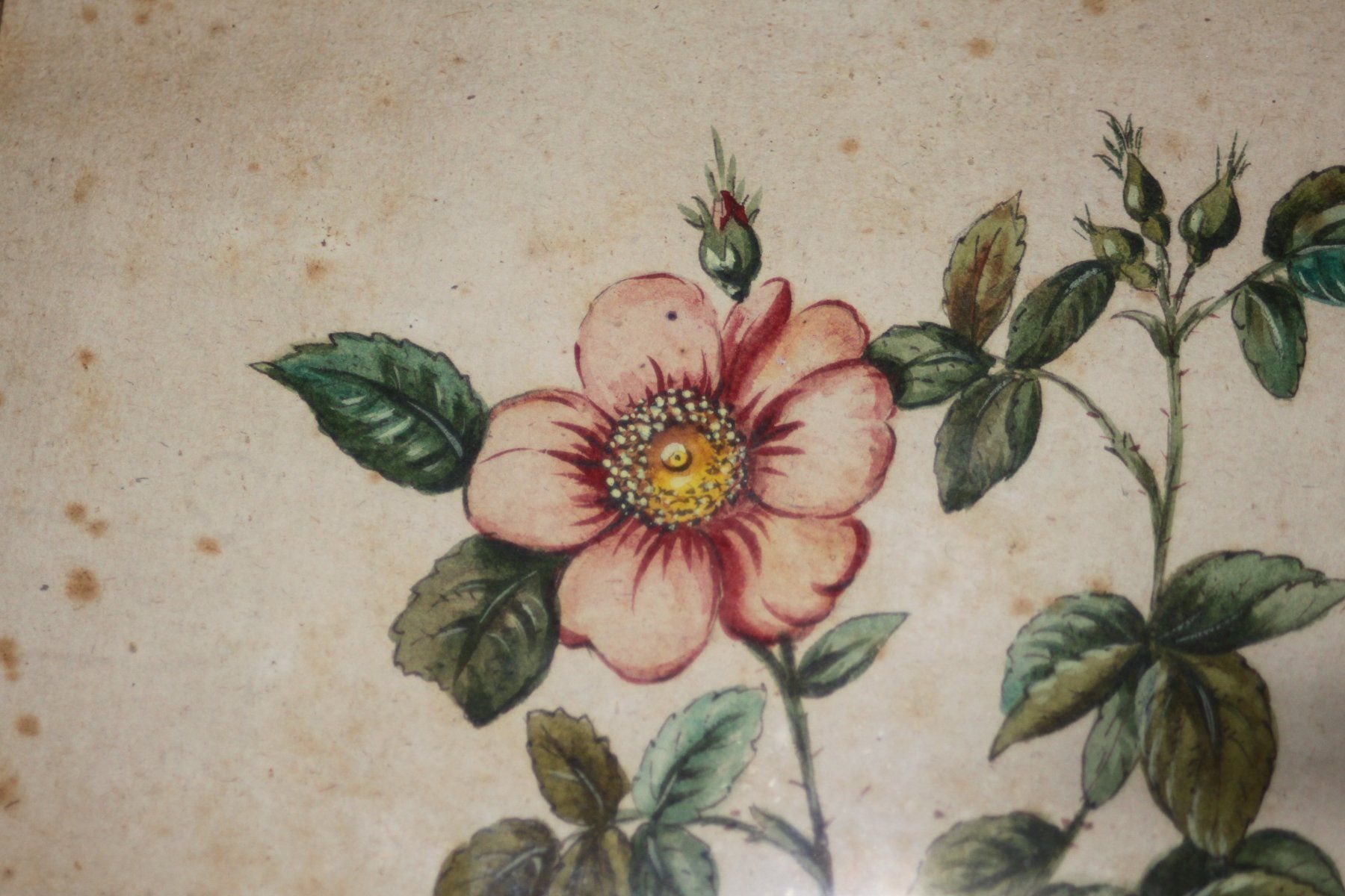 Dipinti: Altes Bild mit Wildrose – Usato da Sumiswald venduto da Lottie22 2