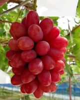 Vigne - Raisin de collection MON COEUR ( bouture )
