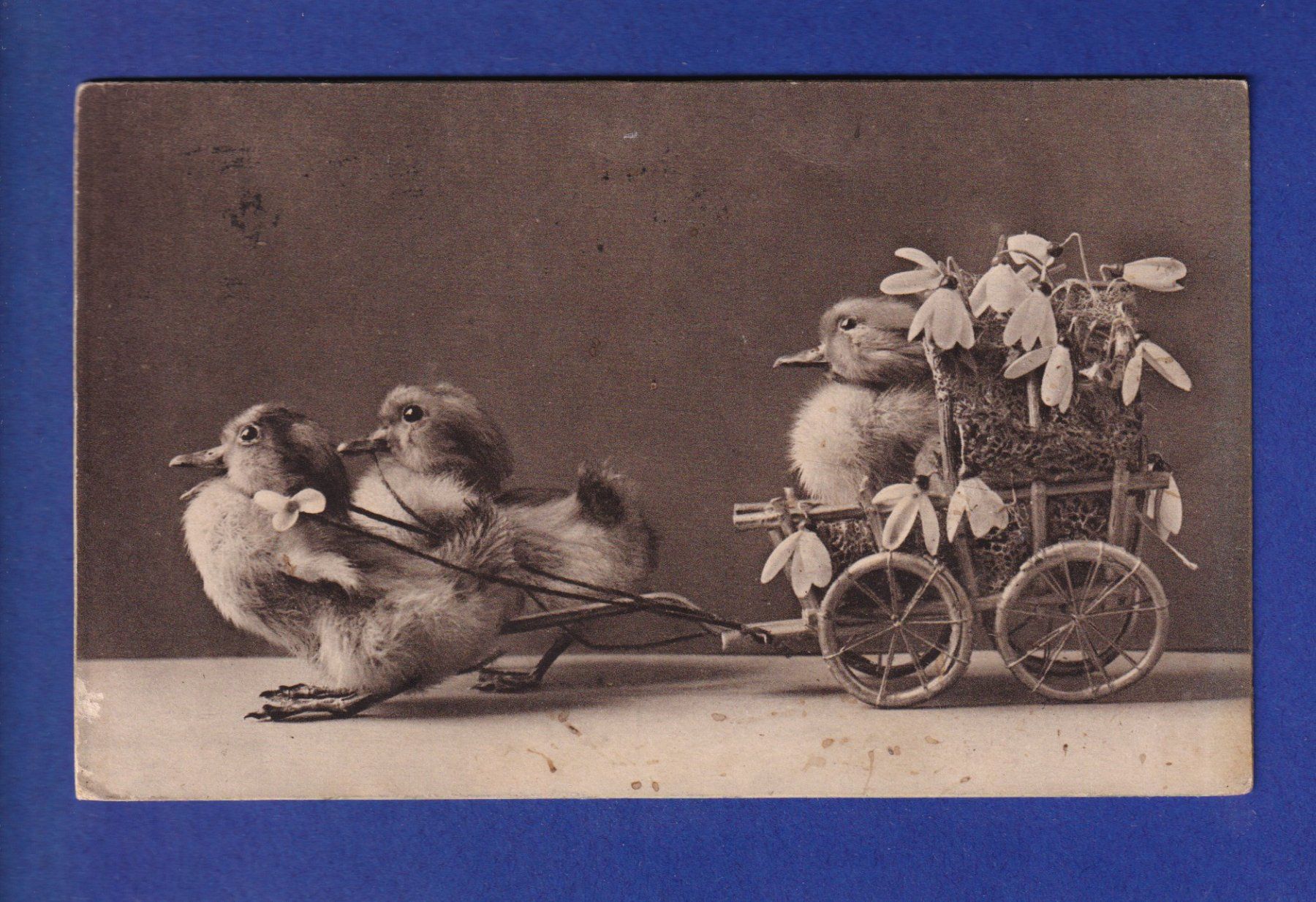 Cartoline postali: OISEAU - Canard et charrue à canard – Usato da Pully venduto da nicecards-shop