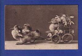 OISEAU - Canard et charrue à canard