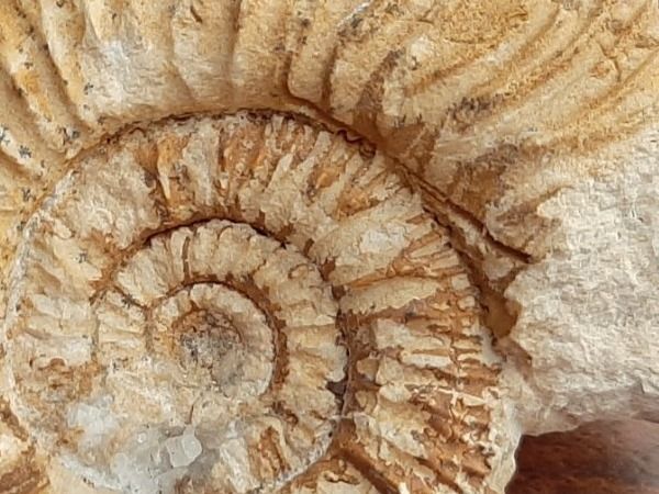 Fossili: "kranker" Ammonit Frankreich – Usato da Rickenbach BL venduto da Oktober68 4