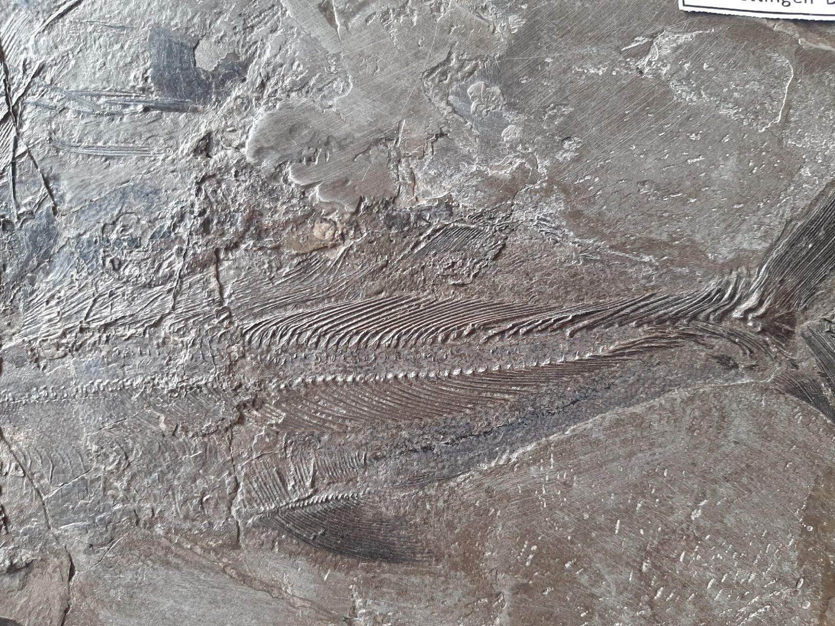 Fossili: Fossiler Raubfisch aus Deutschland – Usato da Rickenbach BL venduto da Oktober68 2
