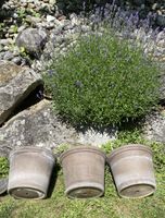 Blumentöpfe /Tontöpfe Terracotta 3 Stck
