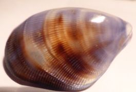 SEHR SELTENE BRACHIDONTE EXUSTUS,--MUSCHEL,--BIVALVE,----