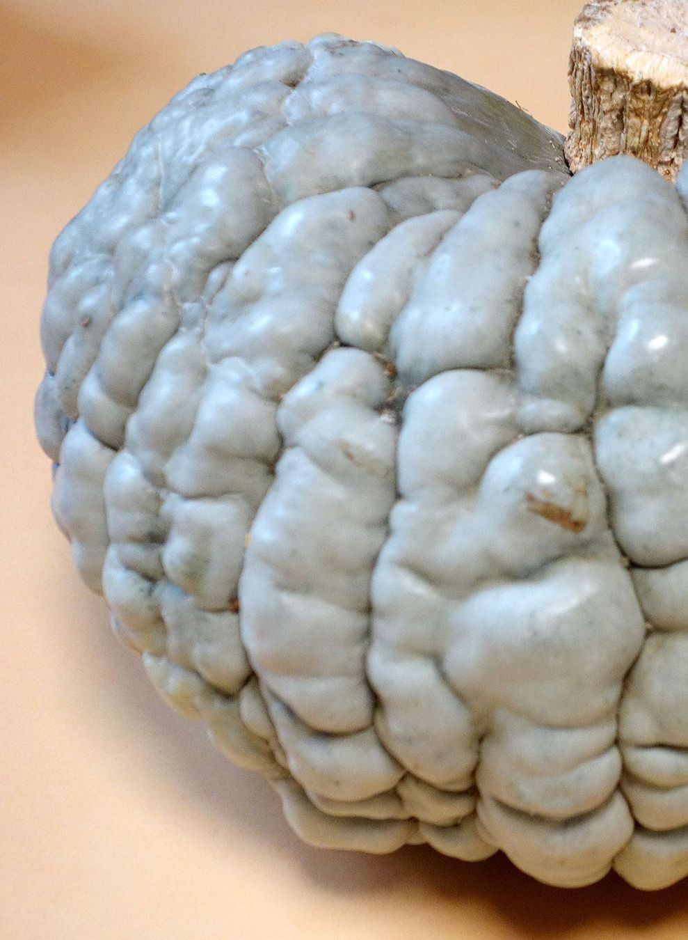 Piante & sementi: COURGE Marina di Chioggia  5g – Nuovo (secondo la descrizione) da Bremblens venduto da FIBONACCI369 1