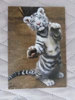 Junger Tiger, Zoo, Raubkatze, Katze, Zoo, ungelaufen