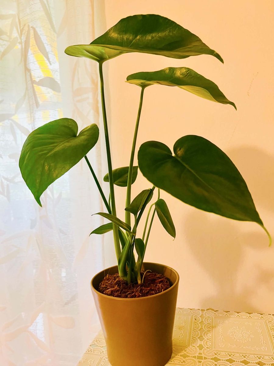 Piante & sementi: MONSTERA DELICIOSA Pflanze – Usato da Gerlafingen venduto da naj_vj8s