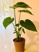 MONSTERA DELICIOSA Pflanze
