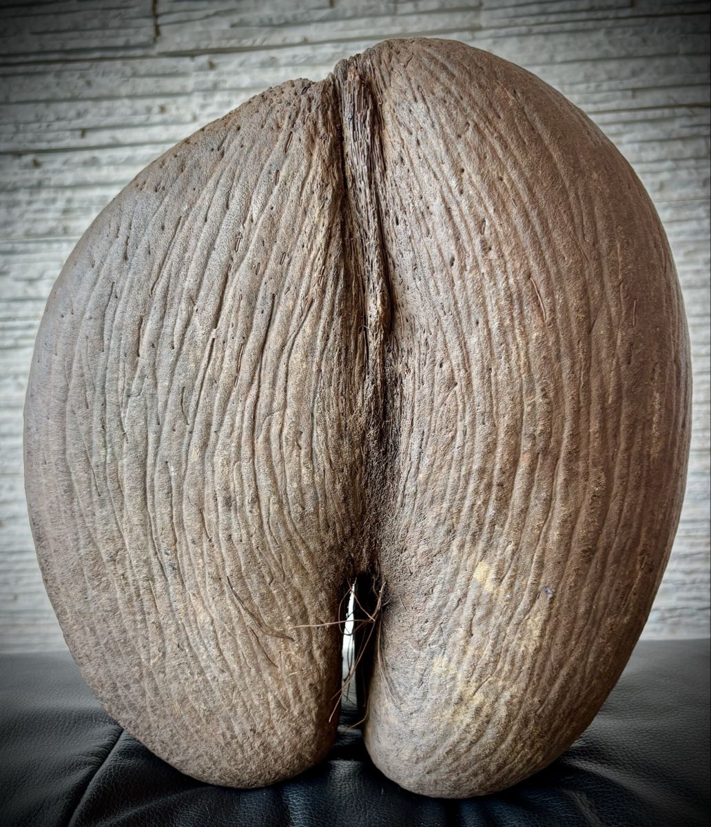 Sculture & Statue: Wunderschöne Coco de Mer Seychellen. Mit Echtheitszertifikat – Usato da Arbon venduto da Helmuth 3