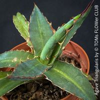 Agave Triangularis - top robust & Sonne liebend