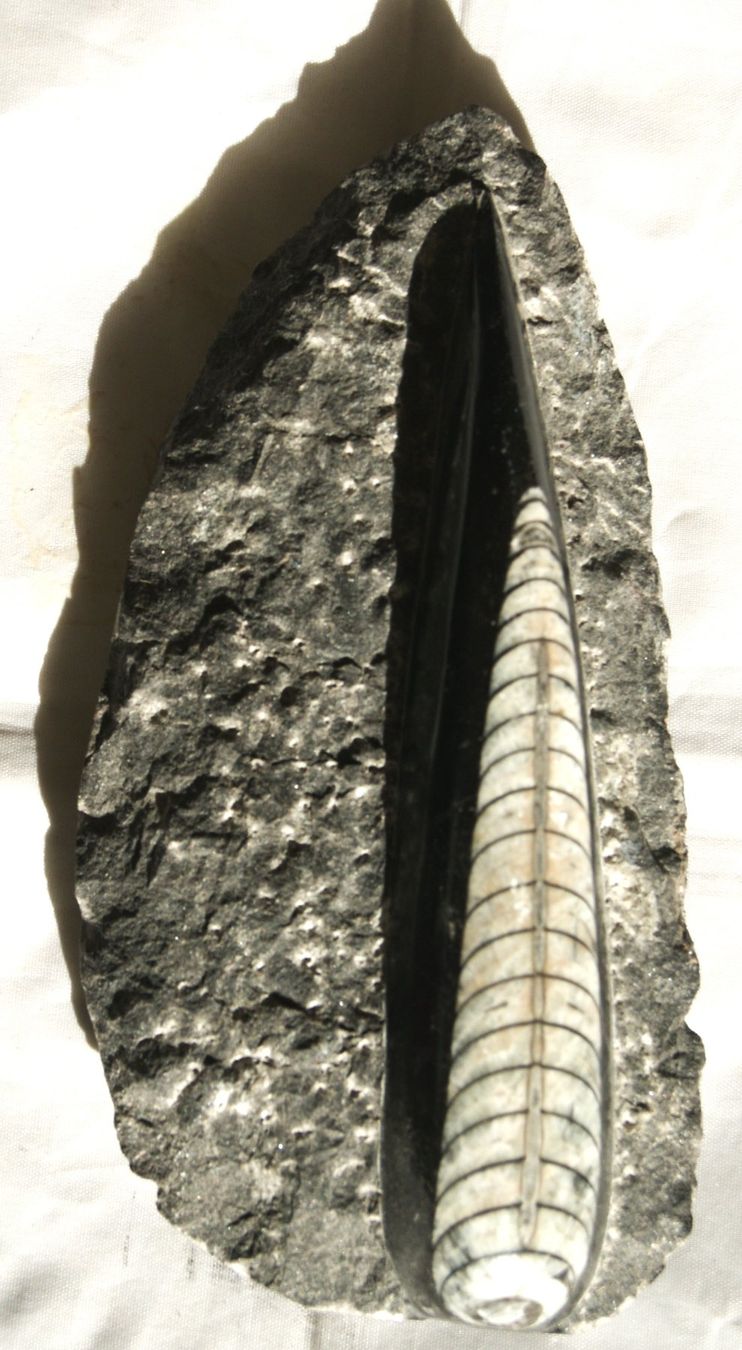 Fossili: ORTHOCERAS  "KOPFFÜSSLER" – Usato da Stadel venduto da Wald100 3