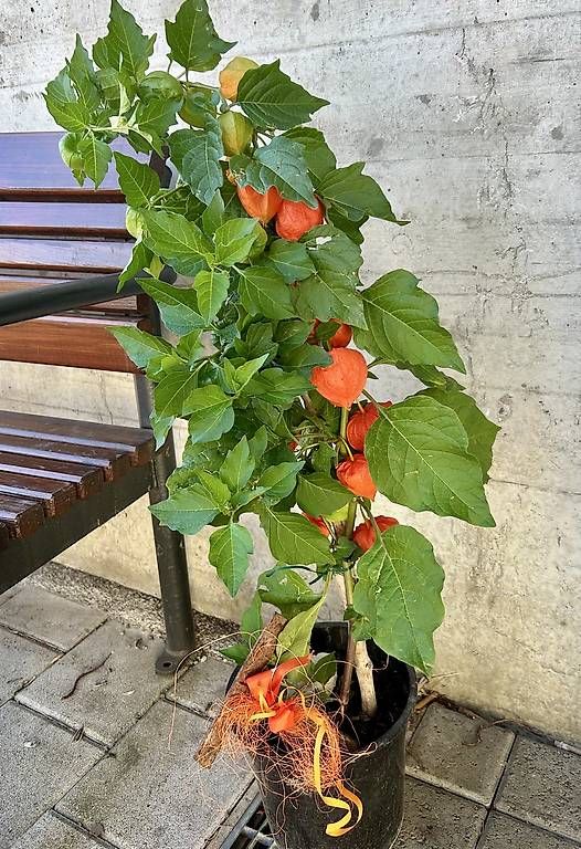 Plantes & graines: Physalis  – Neuf avec emballage d'origine à Frauenfeld par Irene.Schuppli