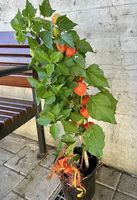 Physalis 