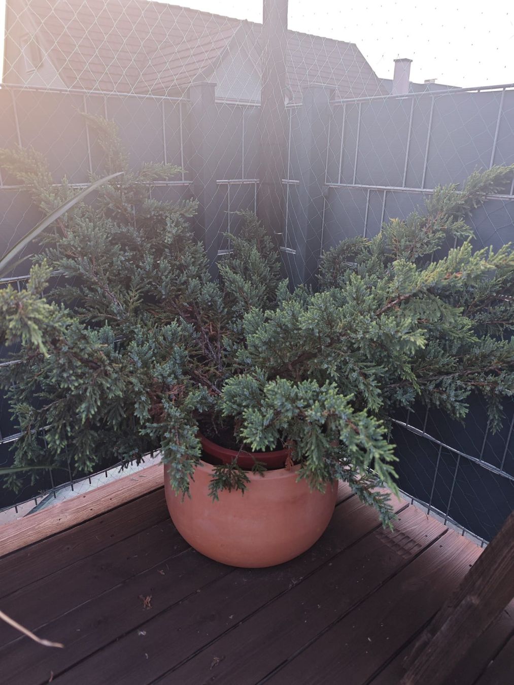 Plantes & graines: Konifere – D'occasion à Arbon par Ribon7 1