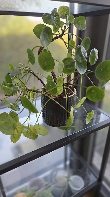 Piante & sementi: Pilea Mojito – Nuovo e nell'imballaggio originale da Bottmingen venduto da san_j2p9