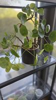 Pilea Mojito