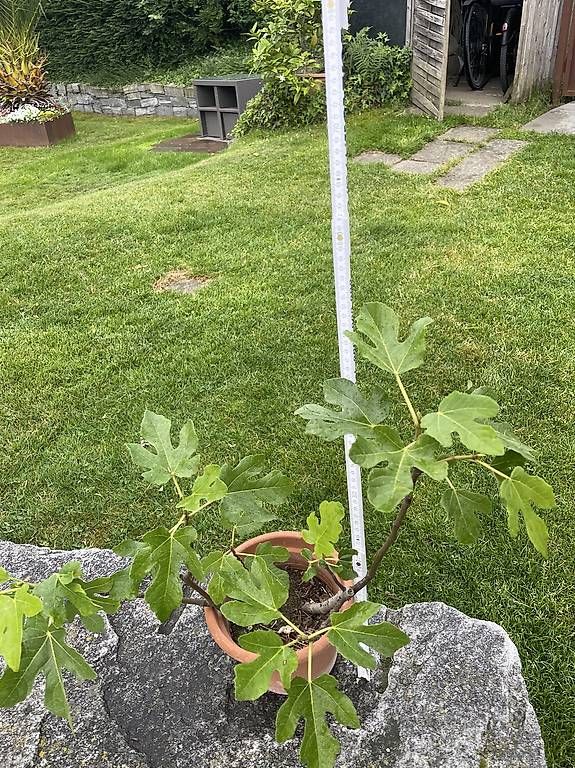 Plantes & graines: Feigenbaum  – D'occasion à Steckborn par zack011