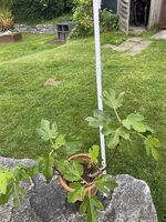Feigenbaum 
