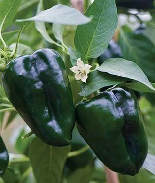 Piante & sementi: 50 Samen ANCHO GRANDE Poblano Chili – Nuovo (secondo la descrizione) da Ehrendingen venduto da VerveinaSamen 5