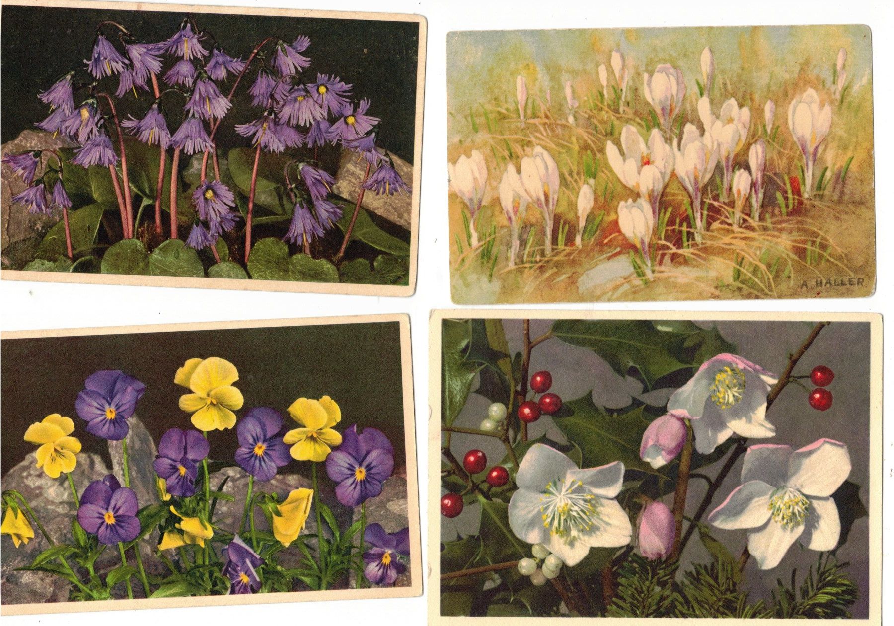Cartoline postali: Blumen 34 Ansichtskarten 34 AK – Usato da Widnau venduto da Seppl480 1