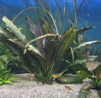 2 schöne sehr gut wachsende Echinodorus 
