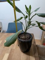Dracaena Pflanze (Drachenbäume)