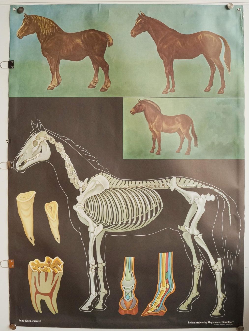 Foto & Immagini: Schulwandbild Pferd - Anatomie - Top Zustand! – Usato da Härkingen venduto da sammelbecken 1
