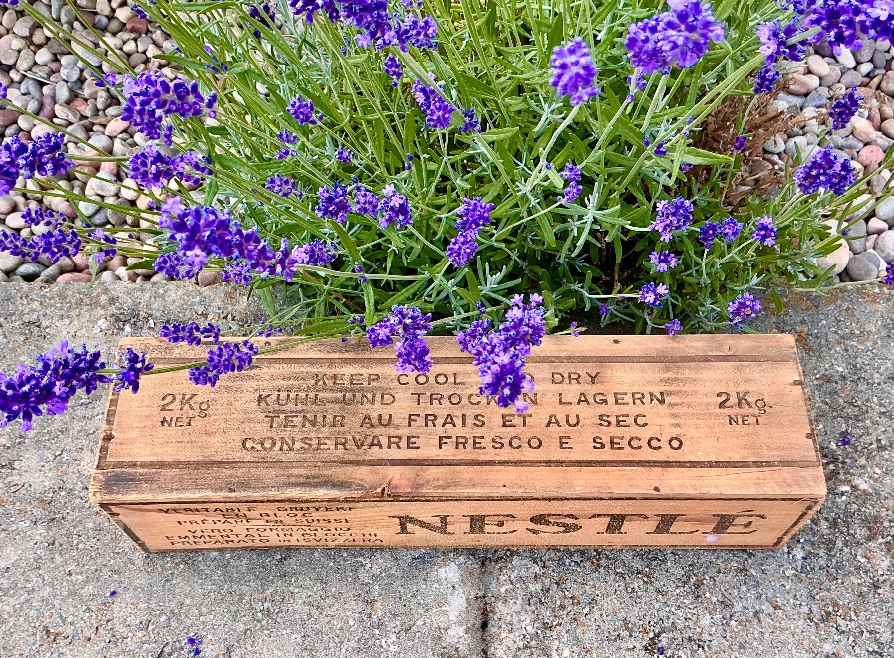 Casse di trasporto: ALTE KLEINE  NESTLÉ HOLKISTE – Usato da Zell LU venduto da Silvermemory 1
