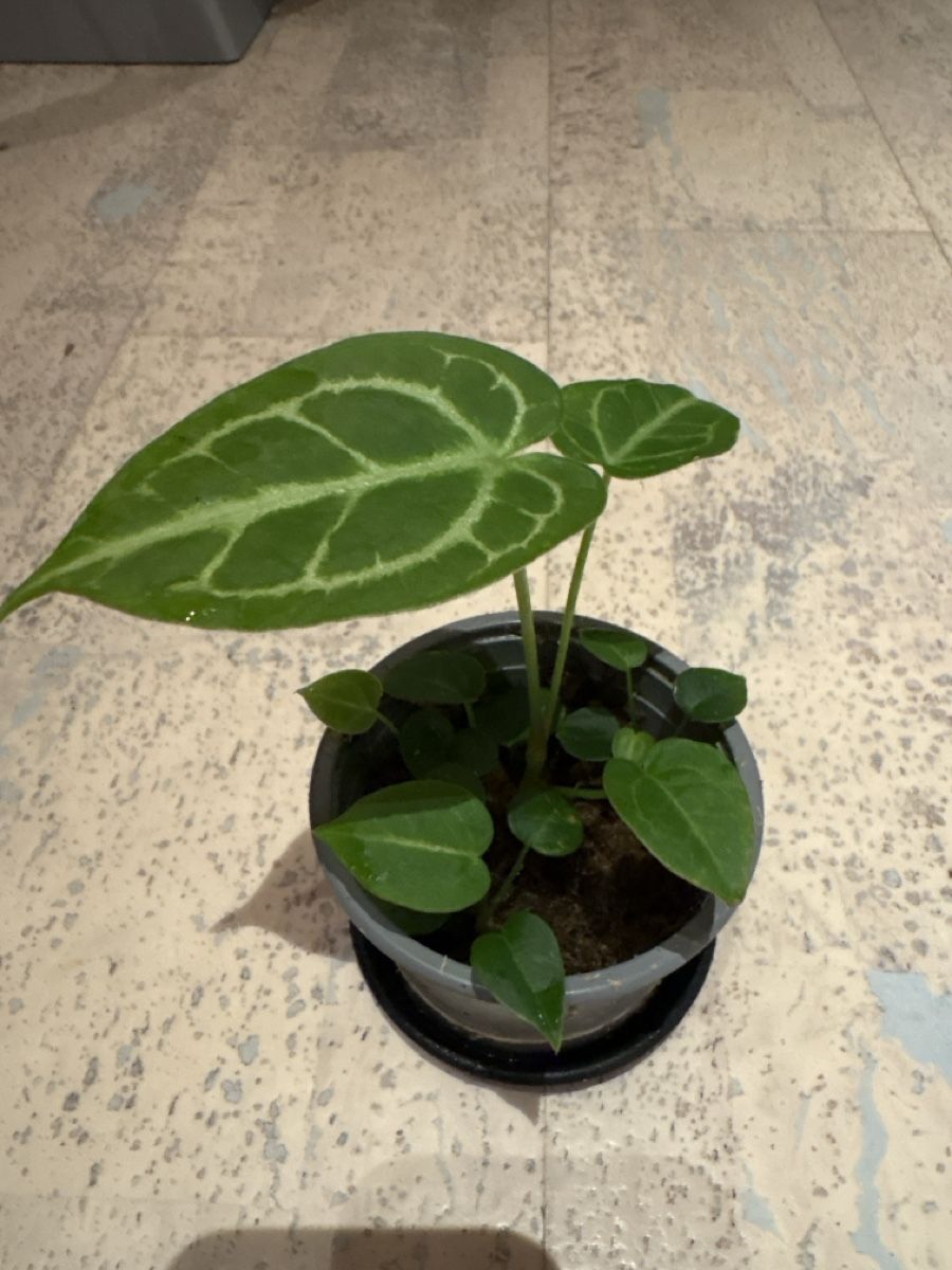 Piante & sementi: Anthurium Hybrid  – Usato da Niederbüren venduto da Monde09 1