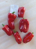 Samen Paprika Puszta Gold 10Stk