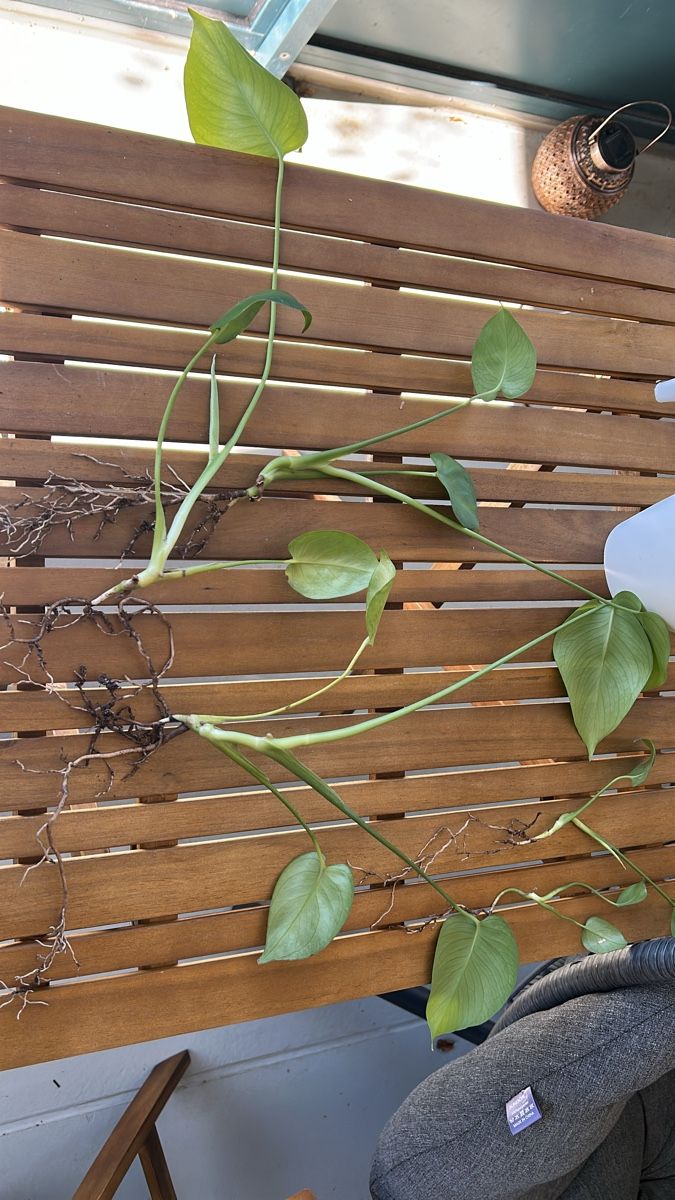 Piante & sementi: Monstera Setzlinge abzugeben – Usato da Olten venduto da kue_n2yz