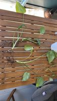 Monstera Setzlinge abzugeben