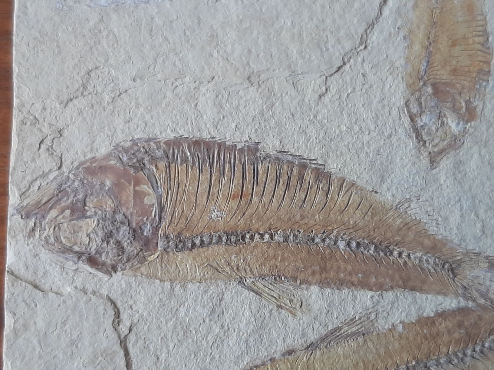 Fossili: 3 fossile Fische USA – Usato da Rickenbach BL venduto da Oktober68 5