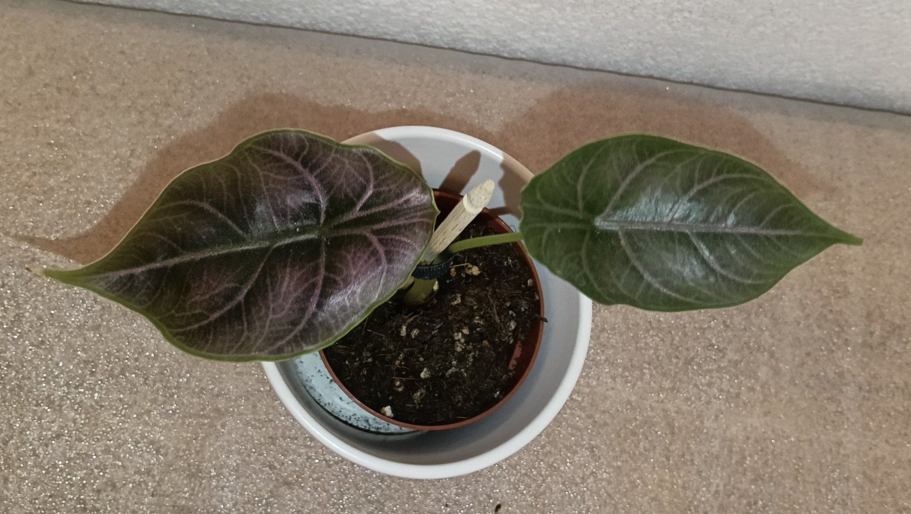 Piante & sementi: Alocasia Azlanii – Nuovo (secondo la descrizione) da schöftland venduto da UniquePlants