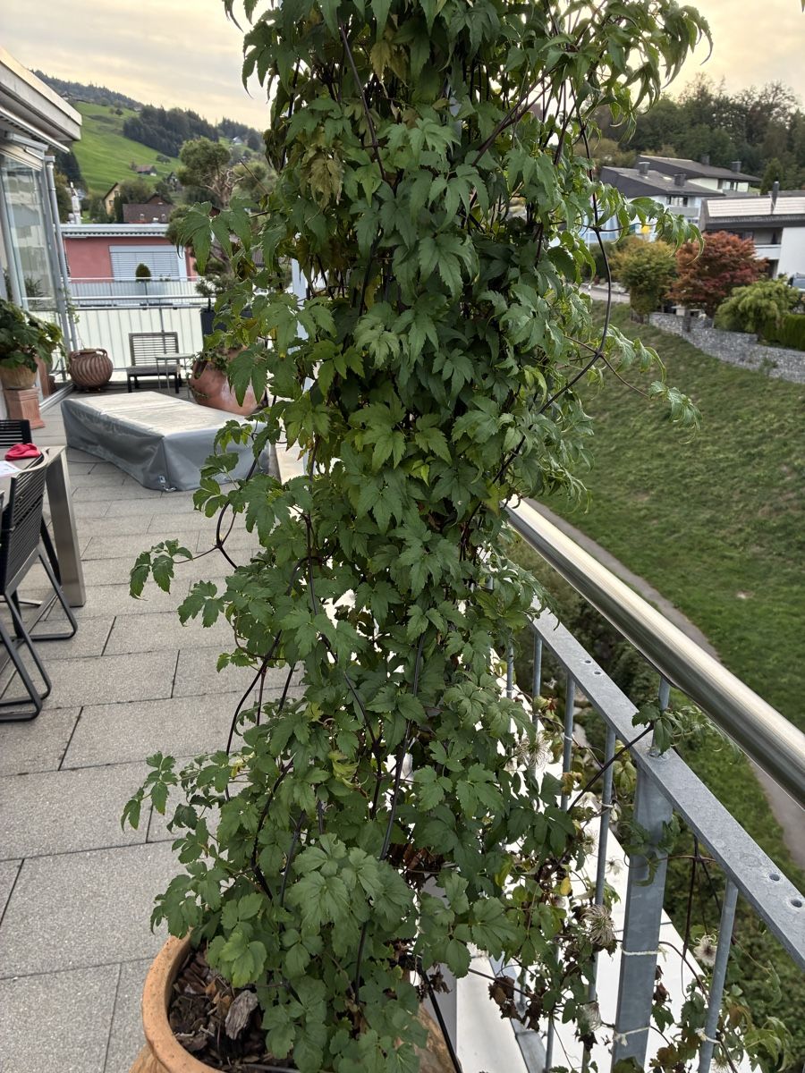Plantes & graines: Alpenwaldrebe in Amphore – Neuf (Voir description) à Altendorf par Monteiroastrild 5