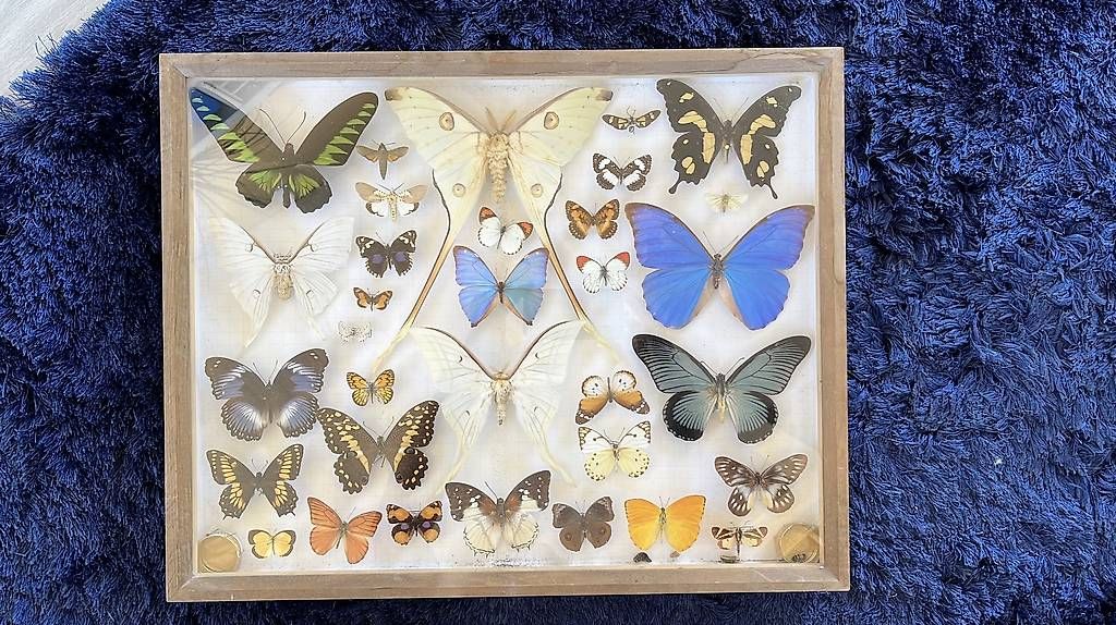 Welt der Tiere: Tableau de papillons – Gebraucht aus Villars-le-Terroir von Sansan82