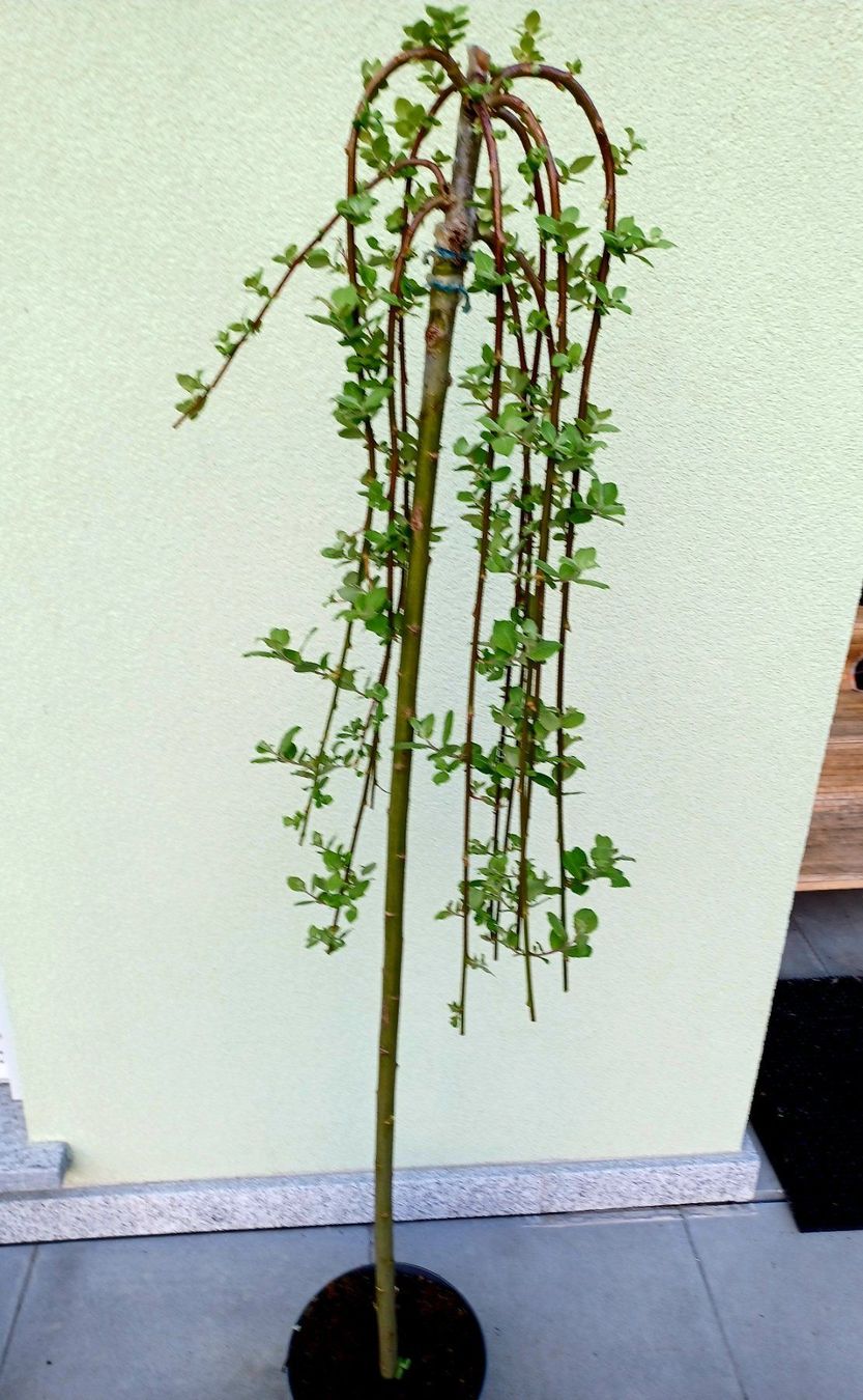 Piante & sementi: 50 cm Hängeweide SALIX CAPREA KILMANROCK – Nuovo e nell'imballaggio originale da Rovio venduto da POSITIFFARTandPLANTS 3