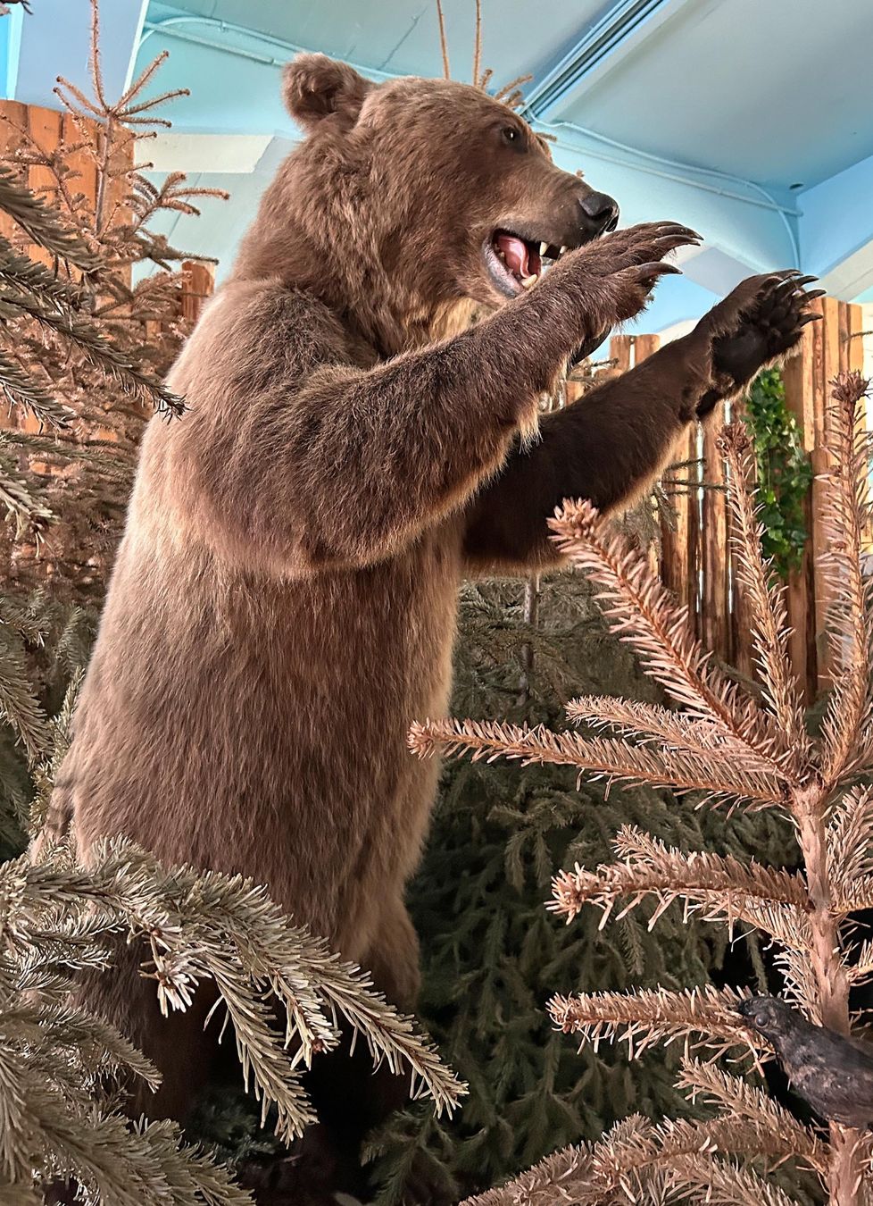 Il mondo degli animali: Wildtier – Usato da Bäretswil venduto da robsonantik 1
