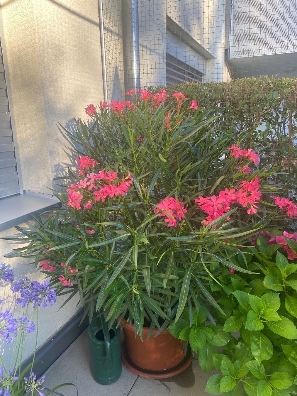 Plantes & graines: Oleander rosa, Höhe 155 cm – Neuf (Voir description) à Alchenflüh par smart-