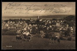 AK Heiden, Ortsansicht, Kühe auf der Weide