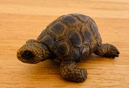 SCHLEICH - Schildkröte 14404
