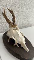 Dekorativer Rehbock-Schädel auf Holzbrett
