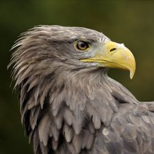 Profile image of Rondolino