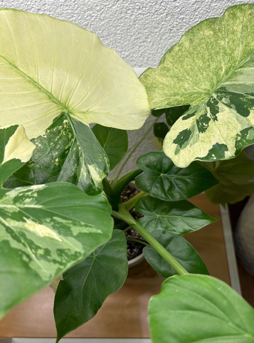 Piante & sementi: Alocasia Macrorrhiza Variegata – Usato da Bonstetten venduto da sam_jt9j