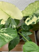 Alocasia Macrorrhiza Variegata