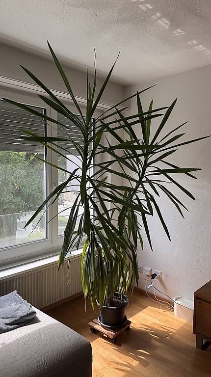Plantes & graines: Grosse Yucca-Palme – D'occasion à Solothurn par Juliasju 1